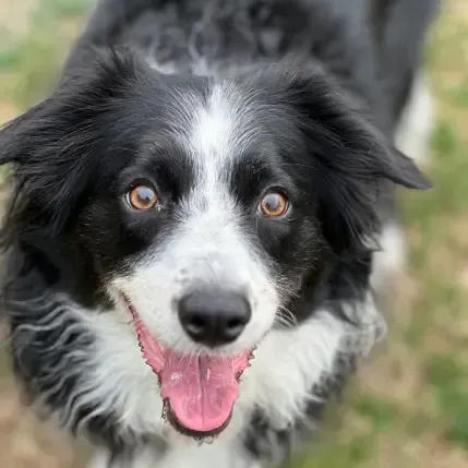 Happy Pawsome client Missy